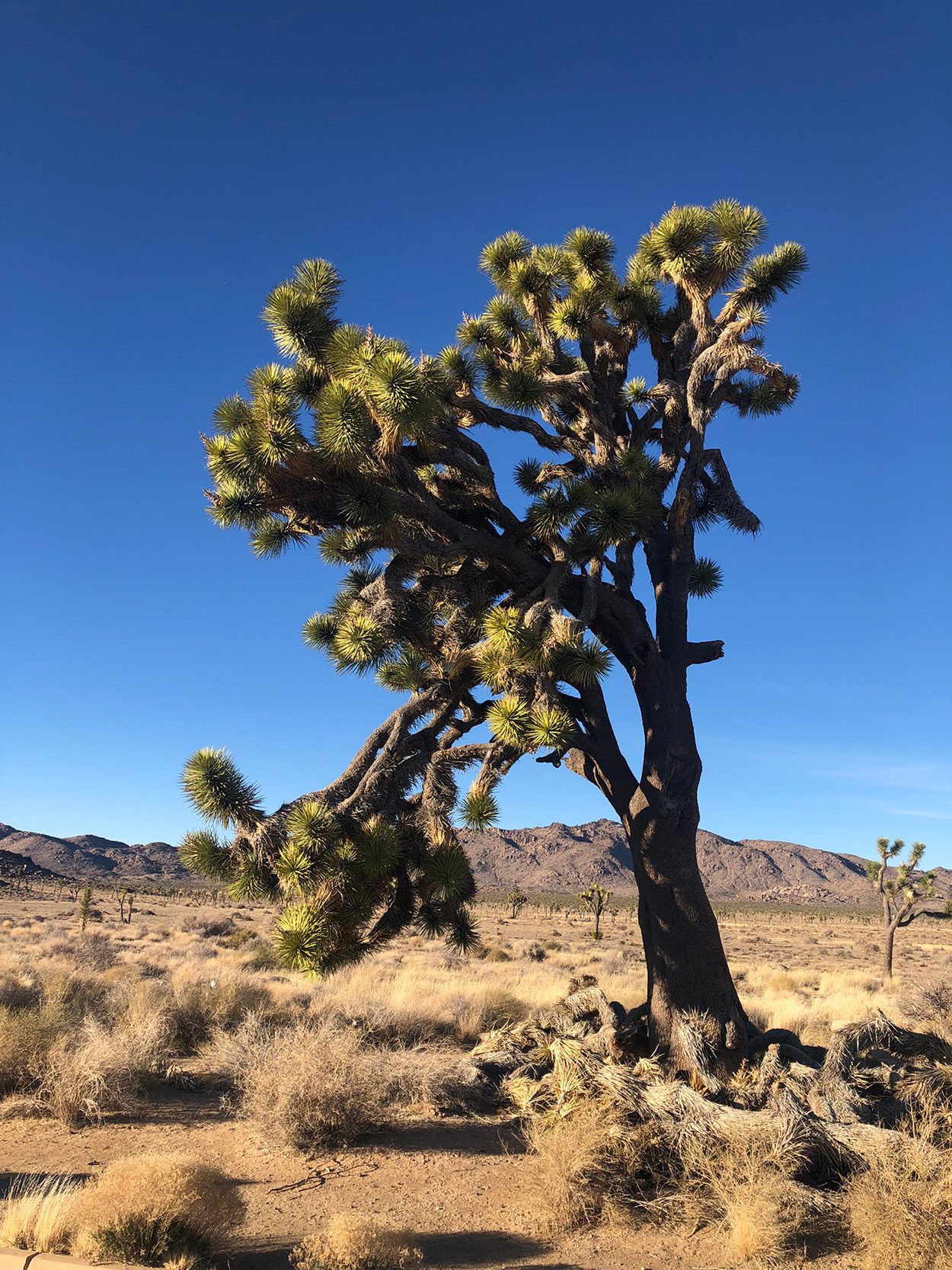 Joshua Tree National Park