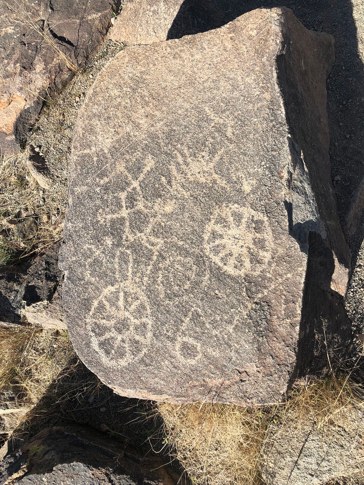 saguaro national park