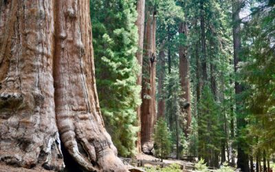 Sequoia National Park Trails