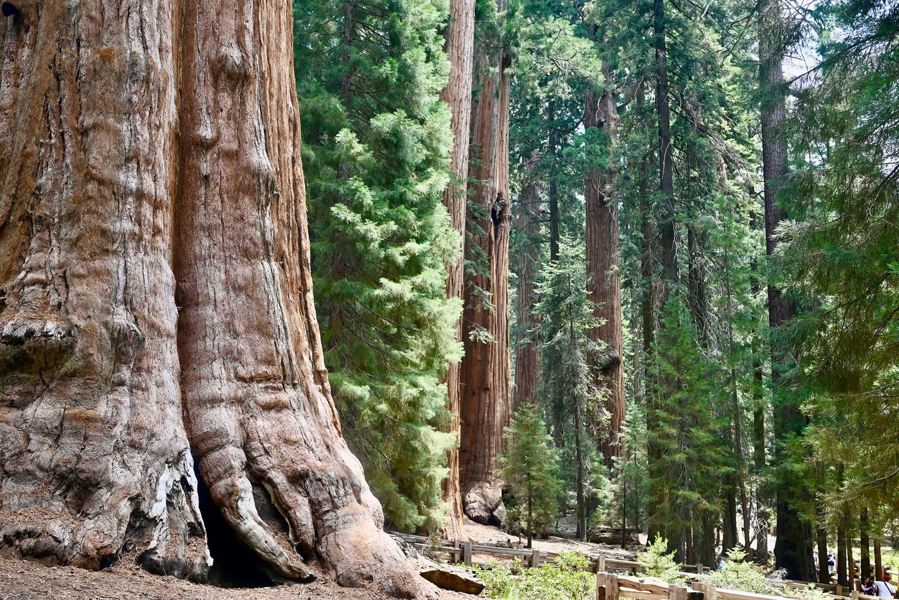 Sequoia National Park Trails