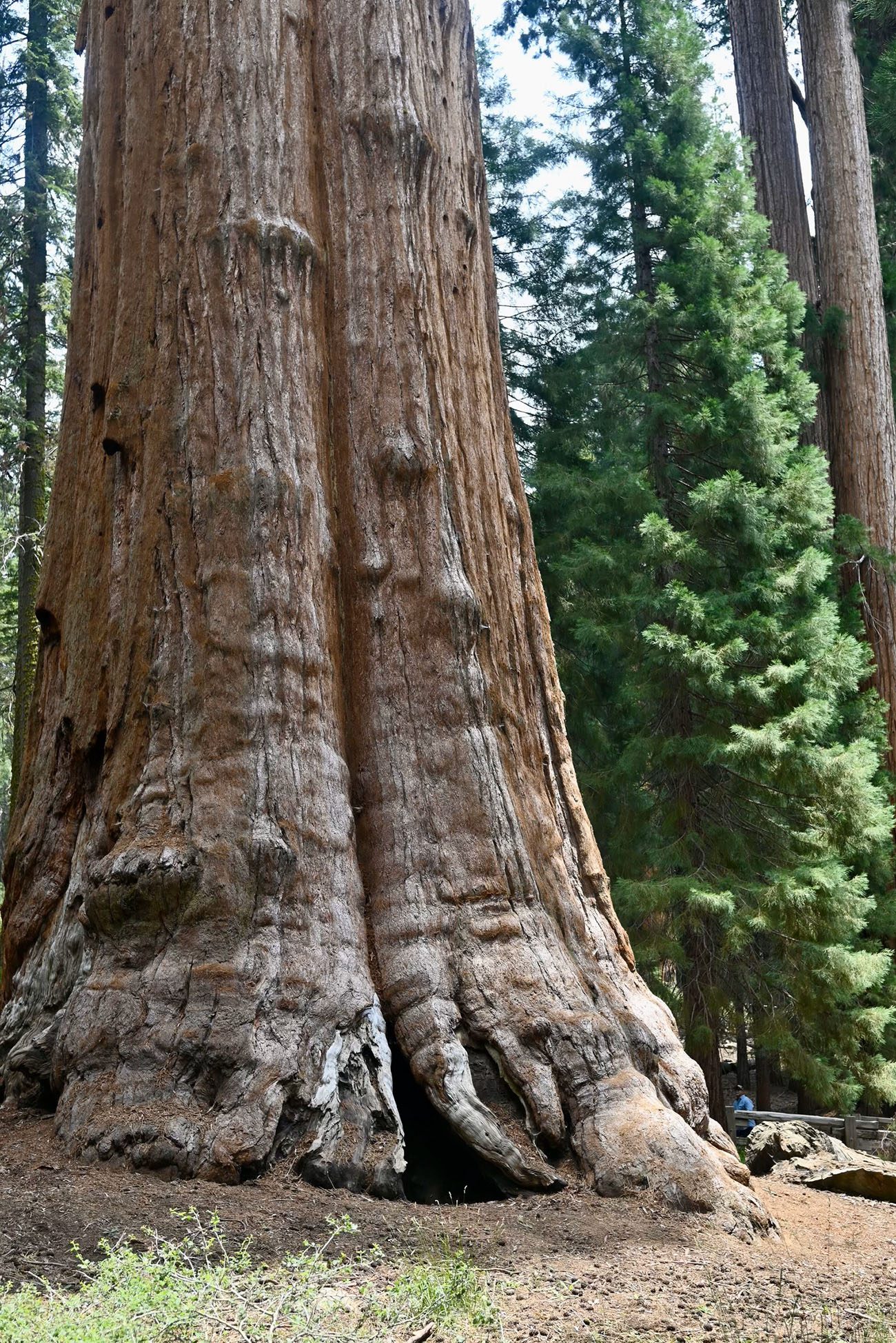 Sequoia National Park Trails