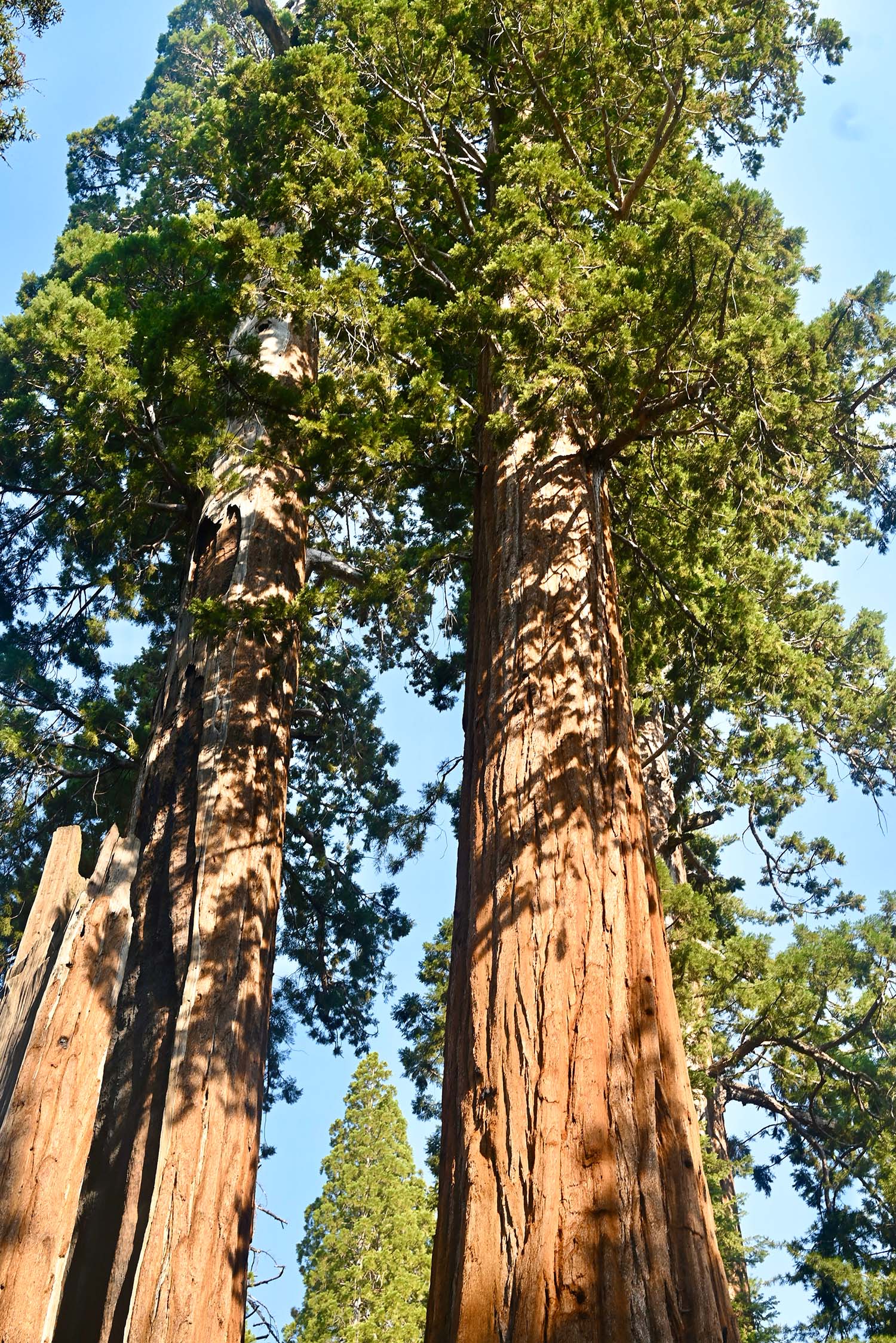 Sequoia National Park Trails