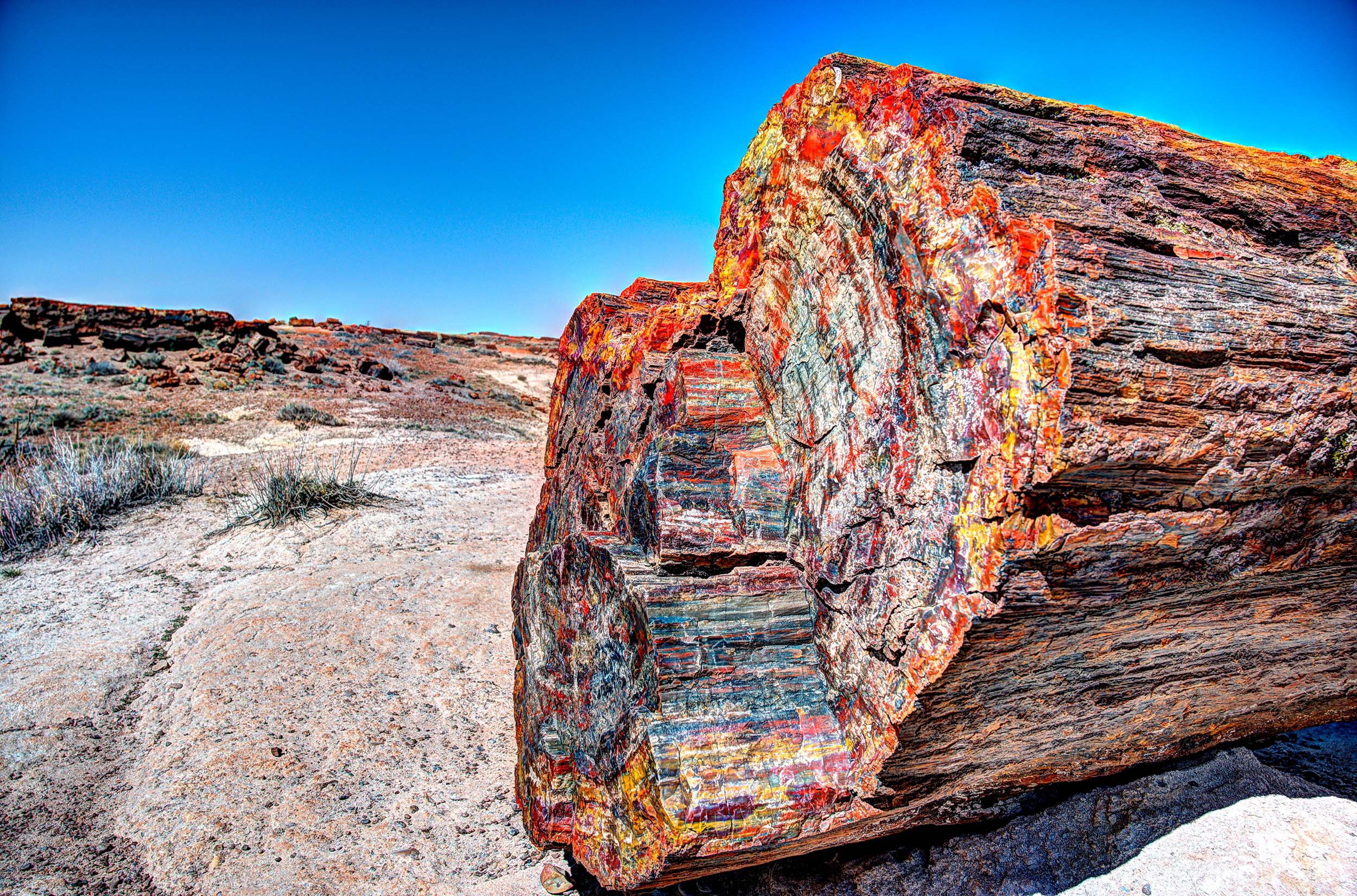 petrified forest national park