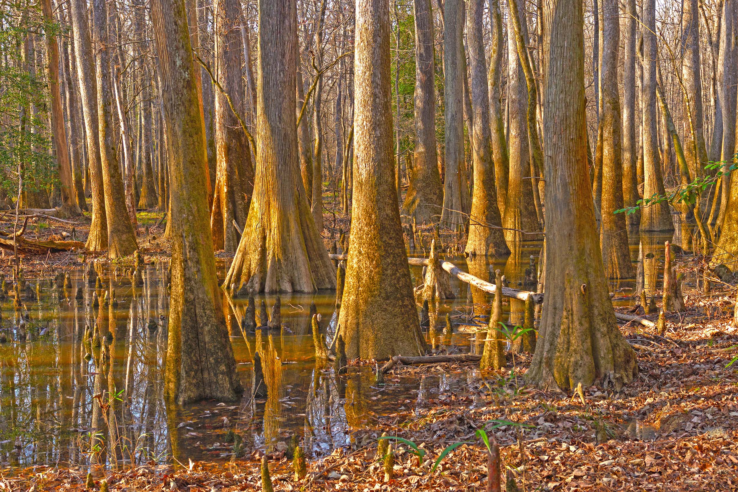 congaree national park