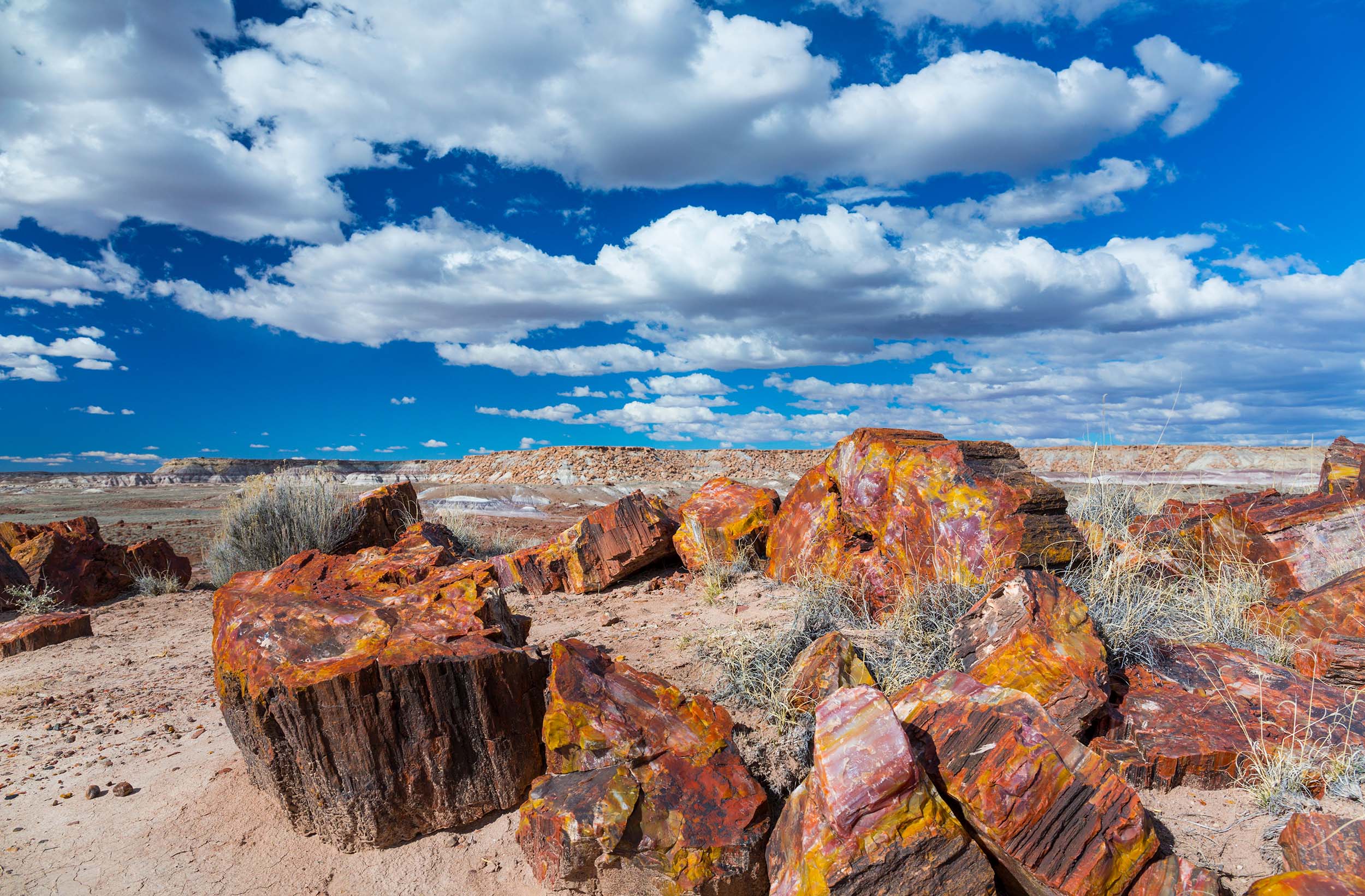 petrified forest national park