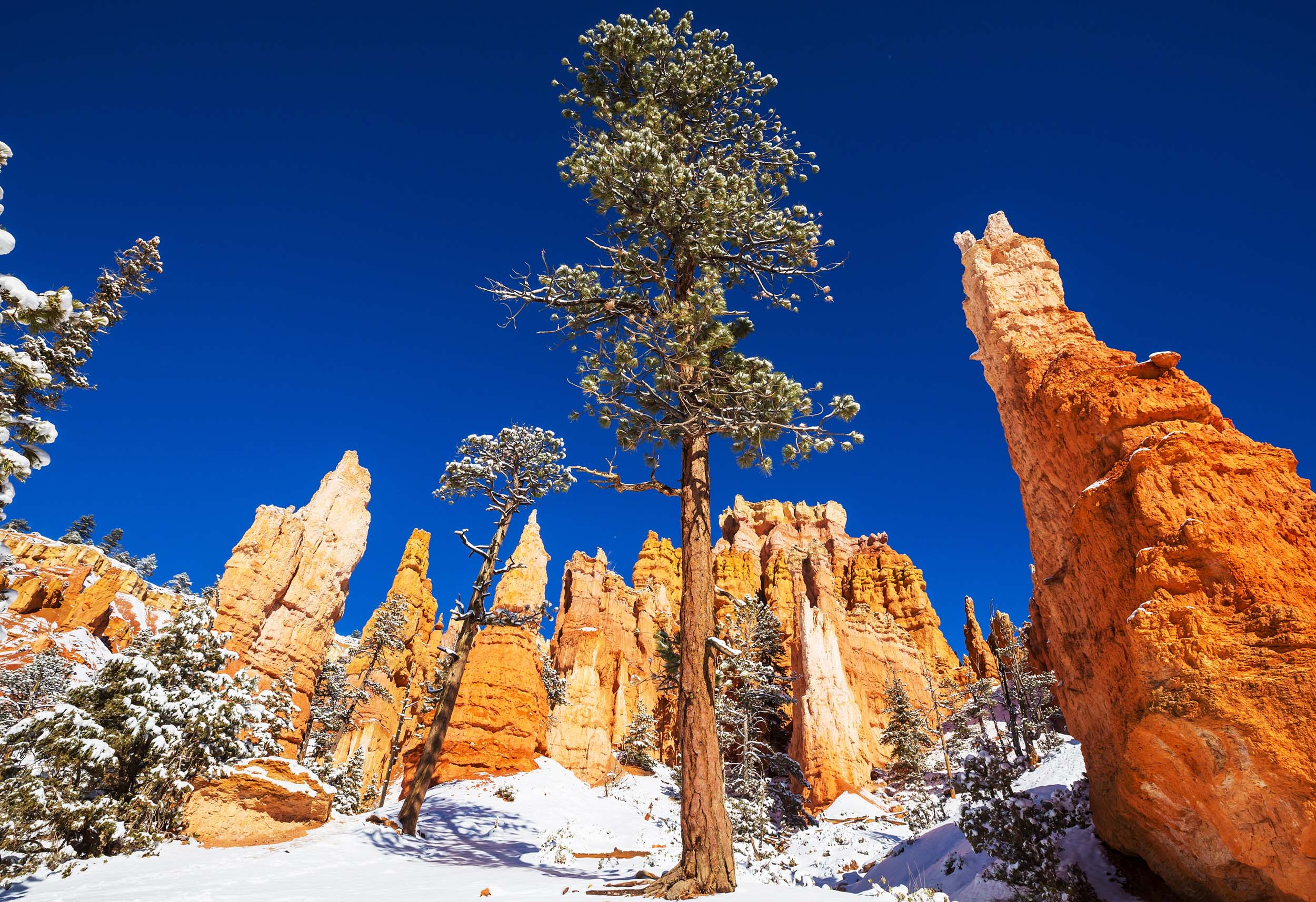 shutterstock_2332676563 bryce canyon national park
