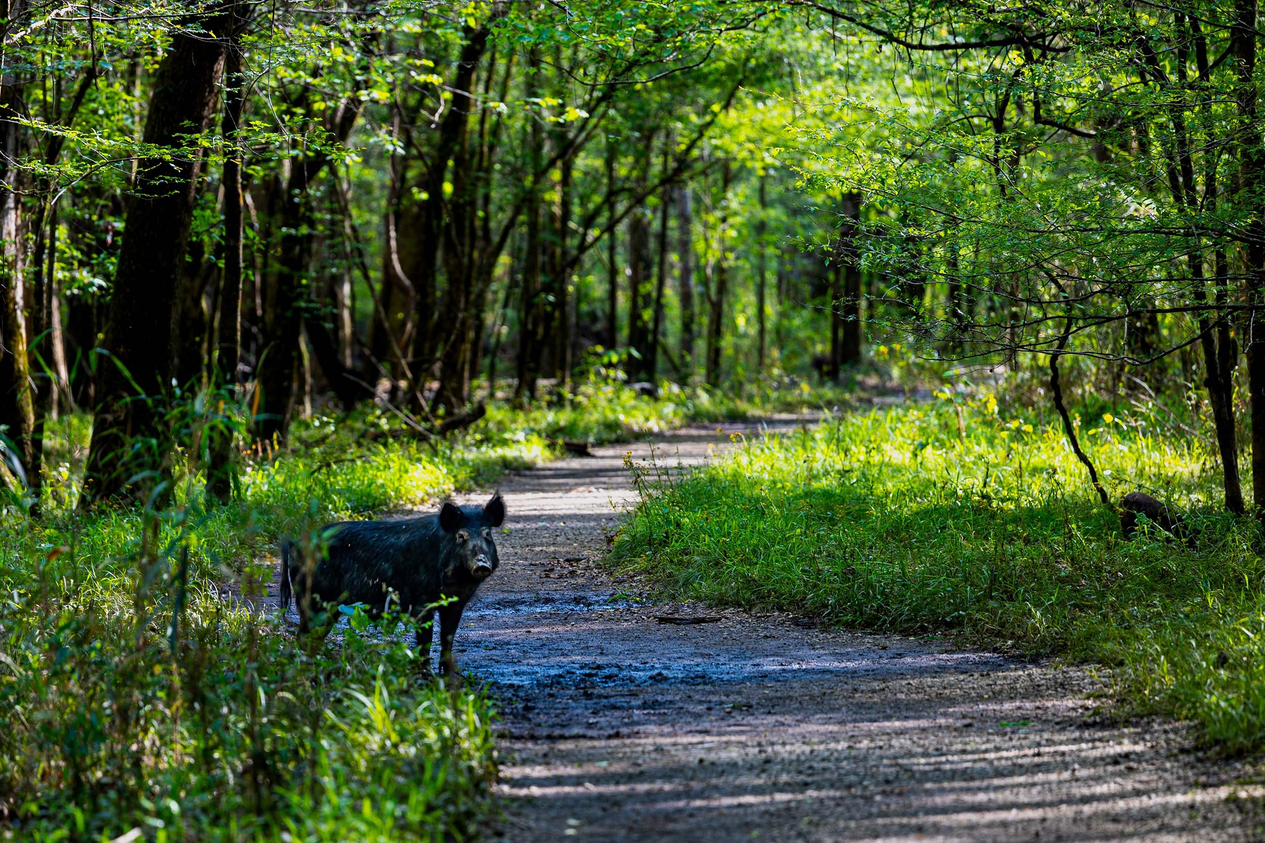 congaree national park