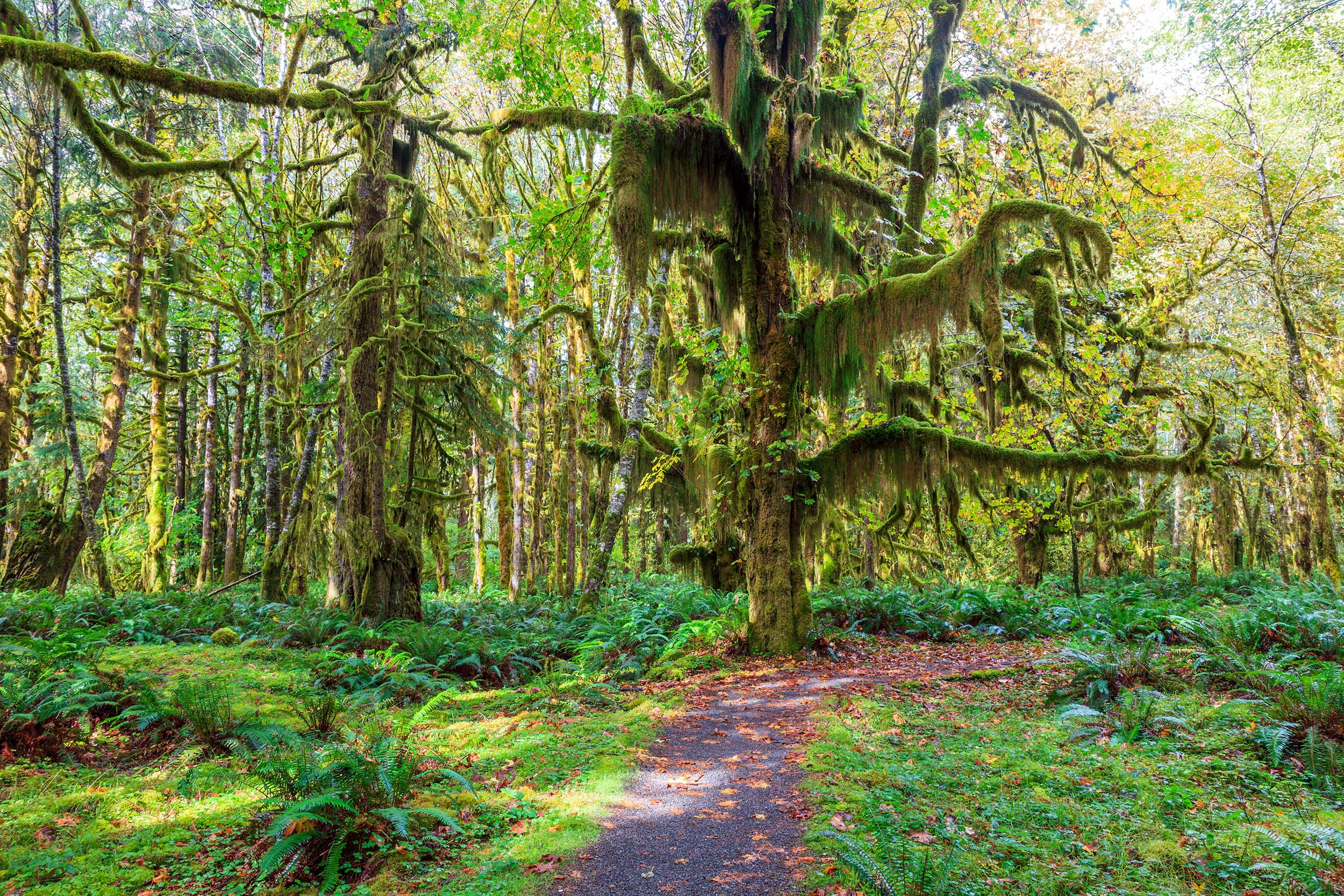 olympic national park
