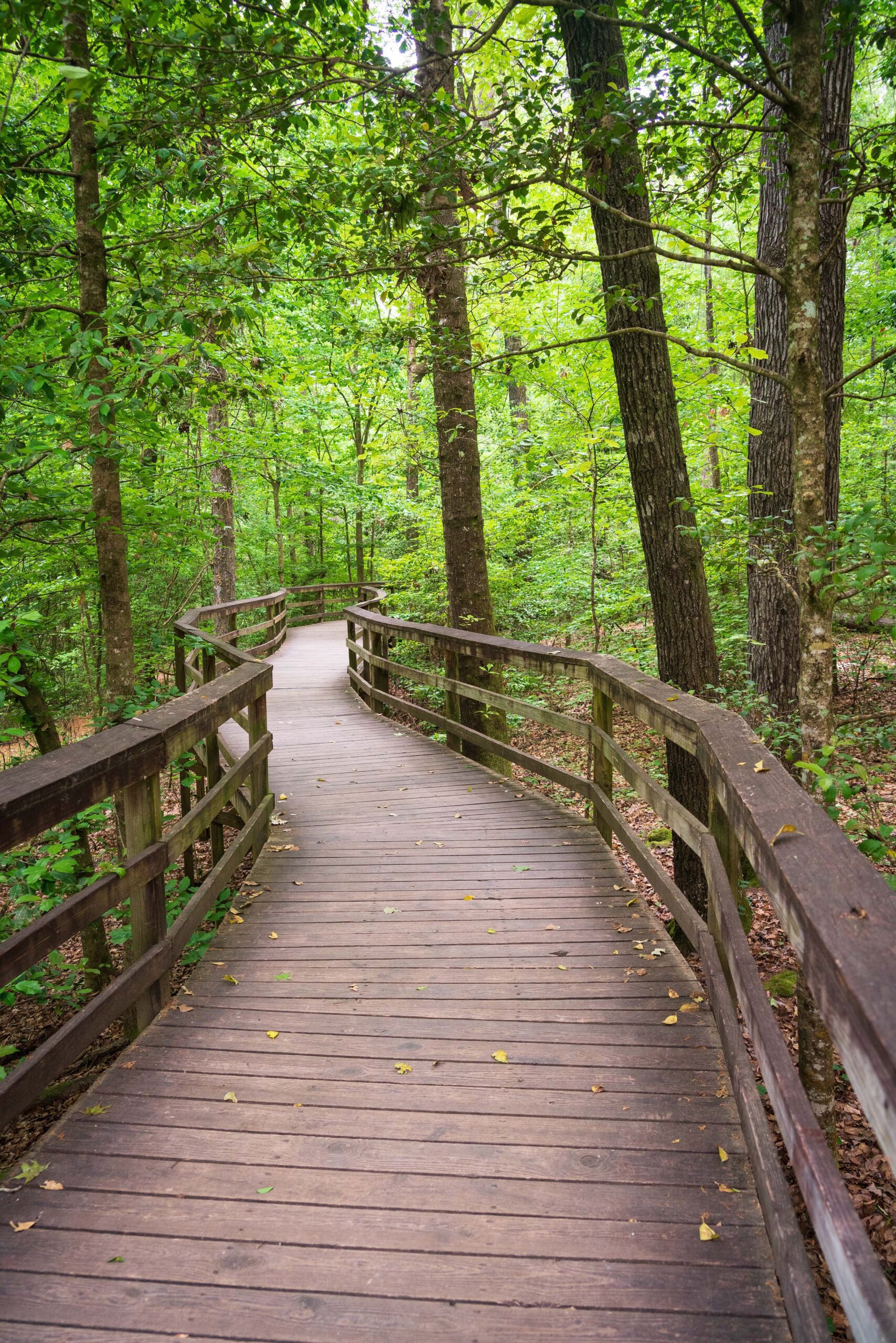 Sequoia National Park