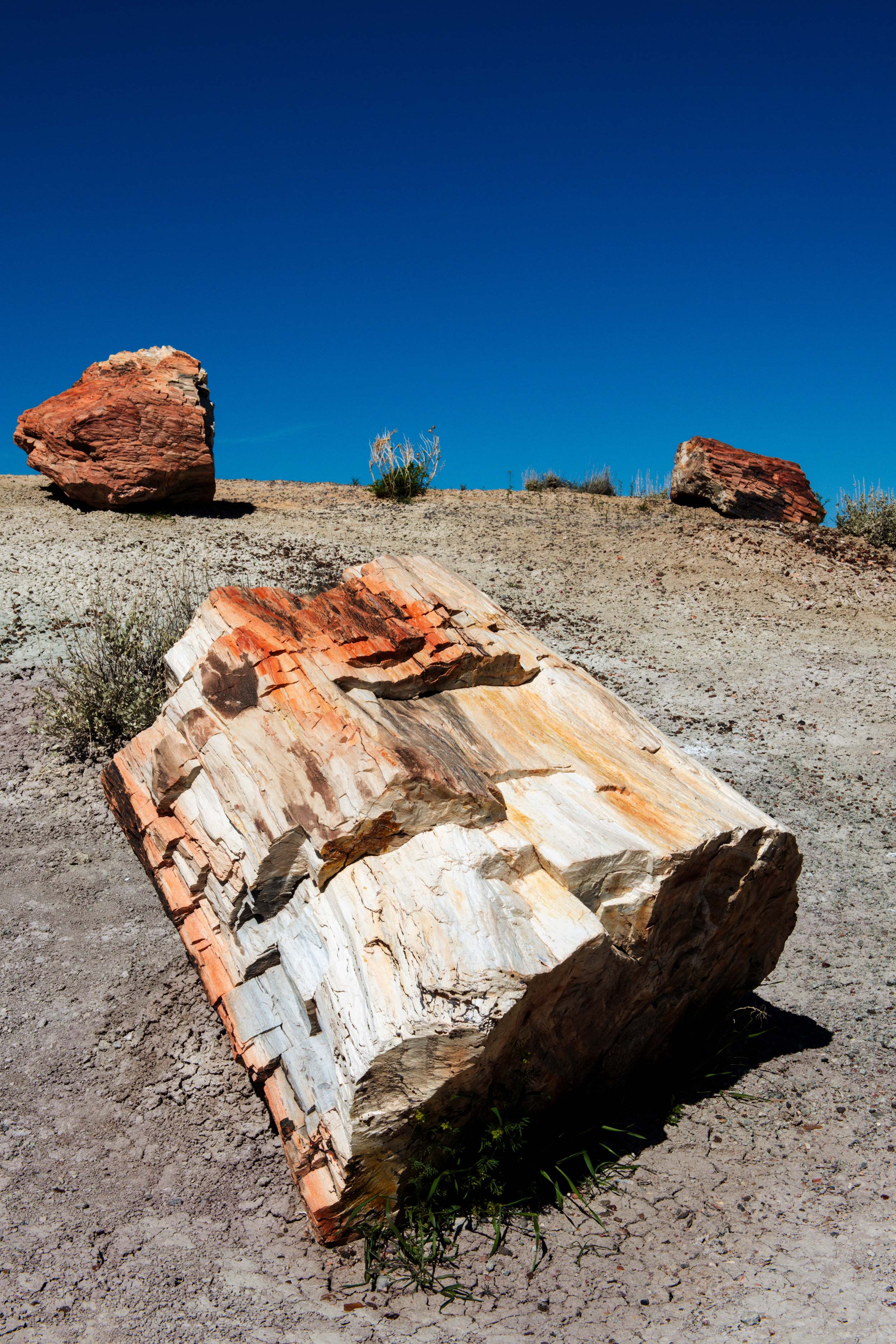 petrified forest national park