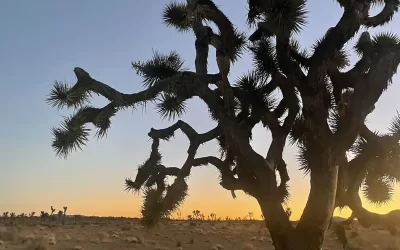 Joshua Tree National Park Camping