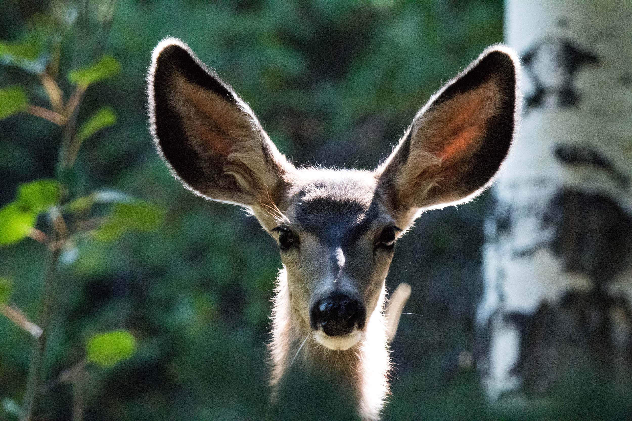 Wildlife at Katmai National Park