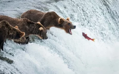 Wildlife at Katmai National Park