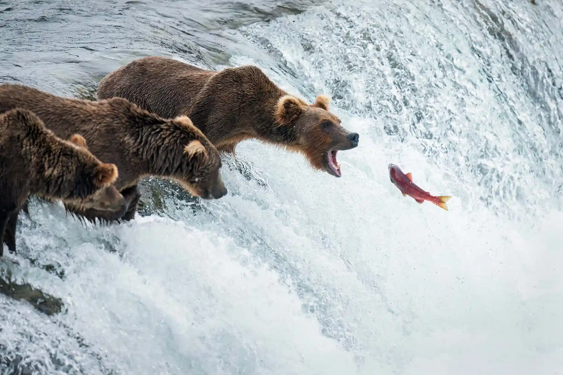 Wildlife at Katmai National Park