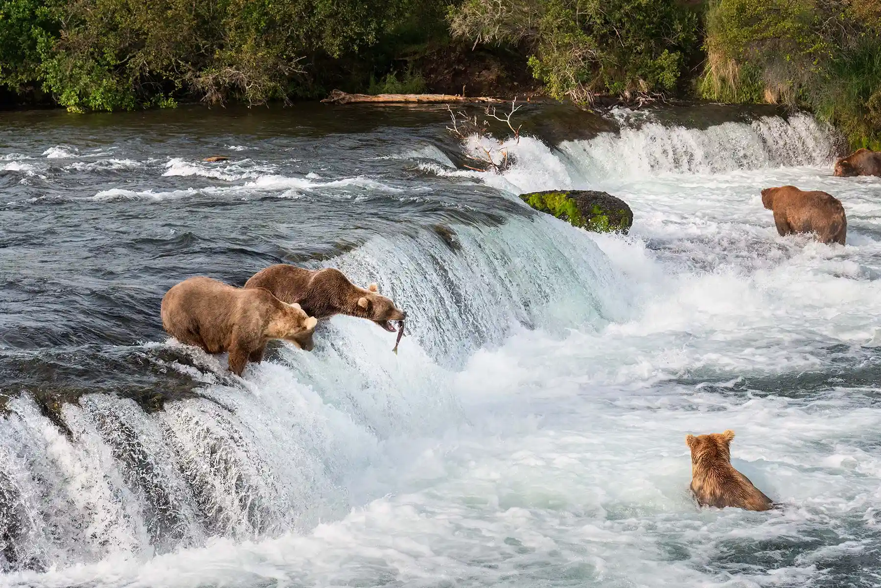 Wildlife at Katmai National Park