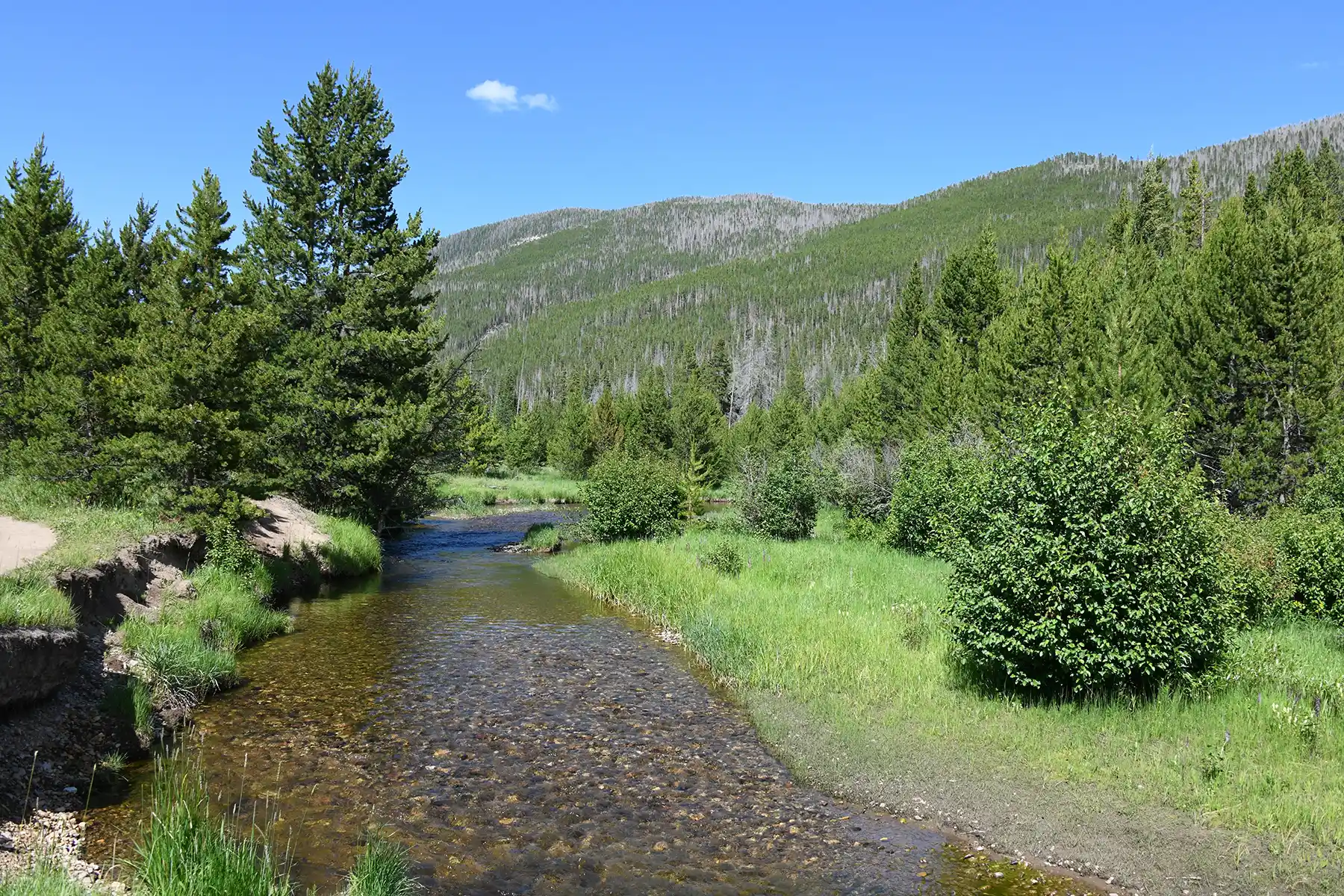 Wildlife at Katmai National Park