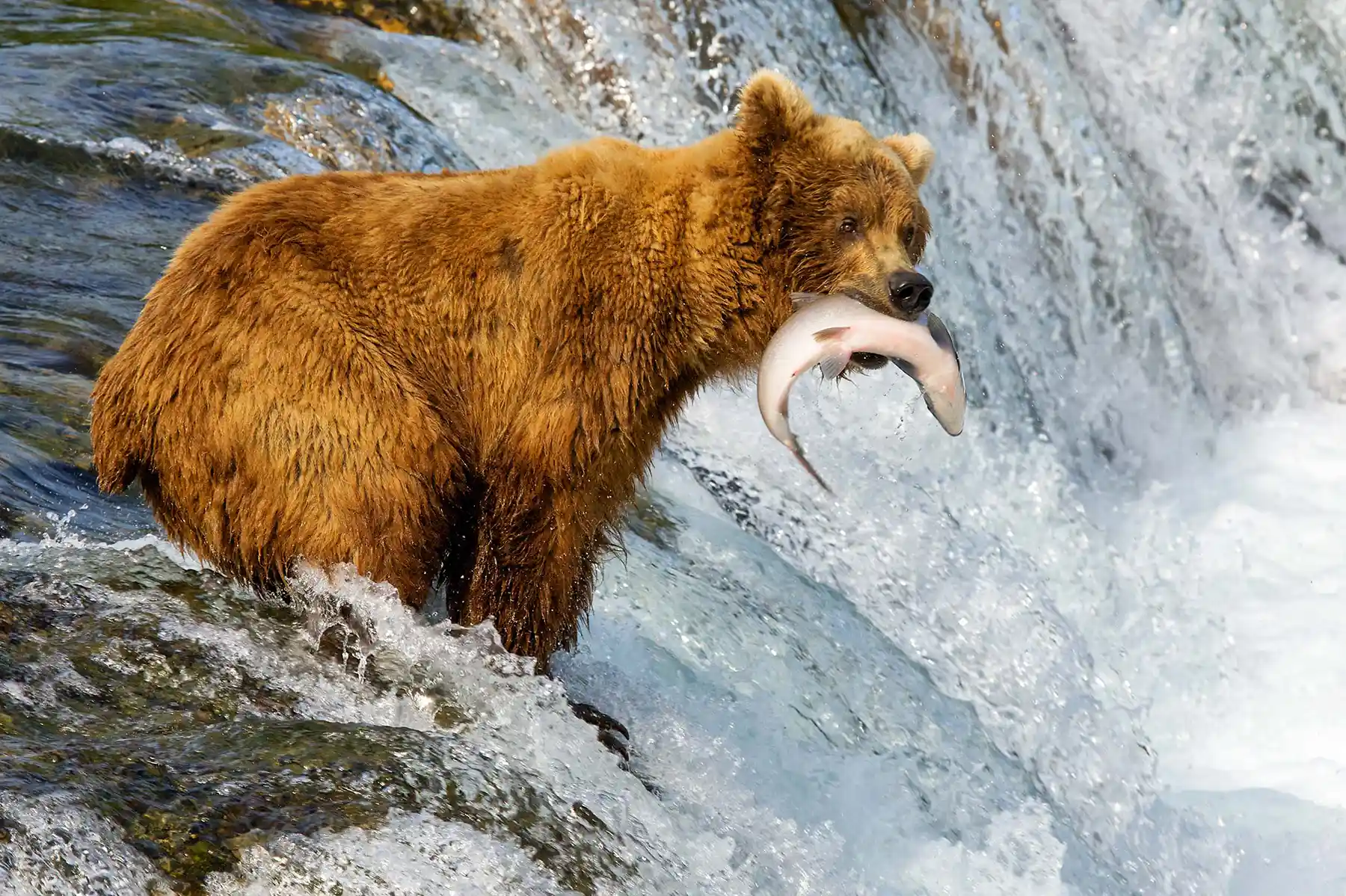 Wildlife at Katmai National Park