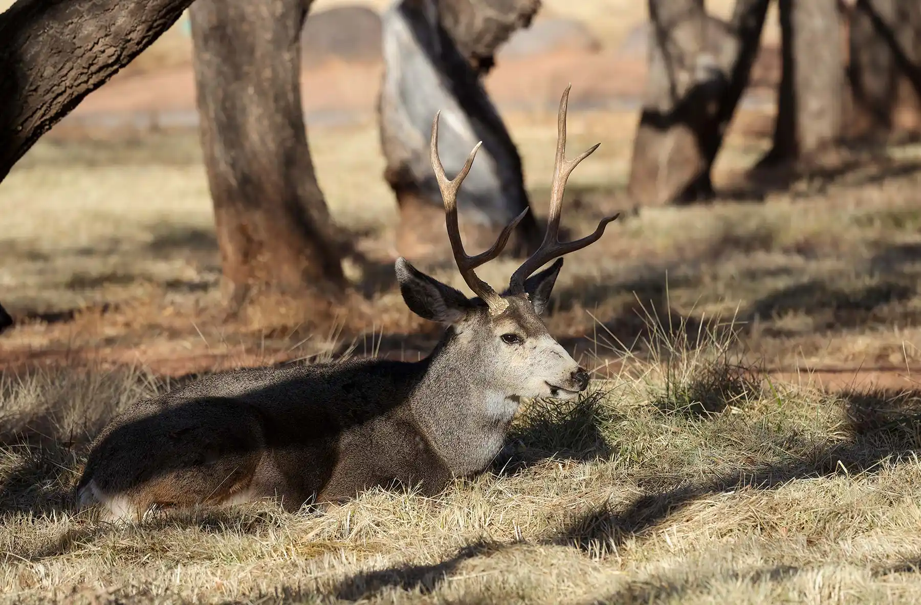 shutterstock_2407510443 wildlife at capitol reef national park