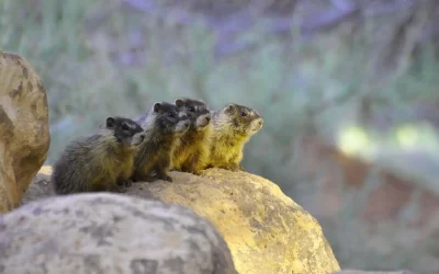 Wildlife at Capitol Reef National Park