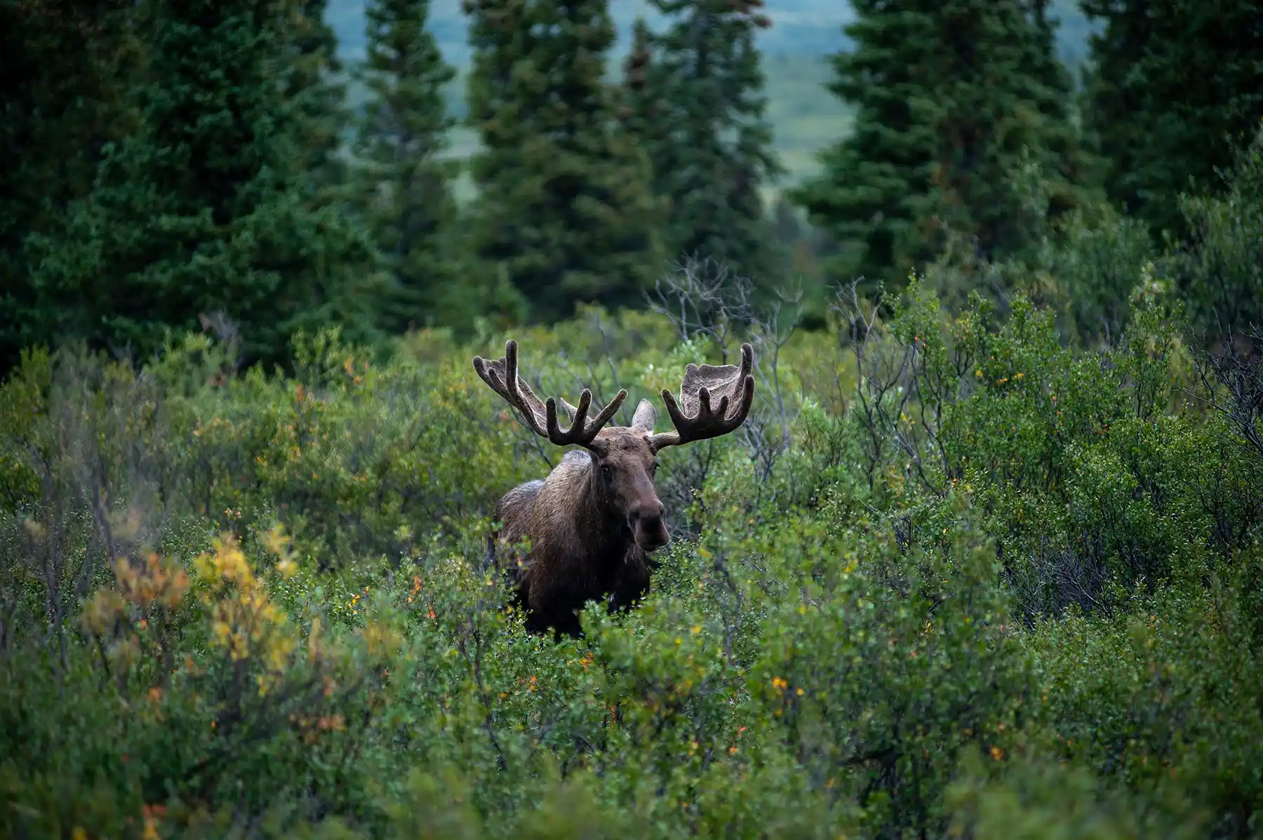 shutterstock_2354428477 wildlife at capitol reef national park